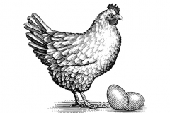 Chicken_and_Eggs