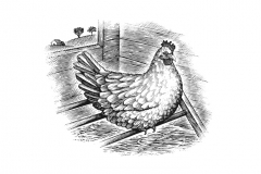Chicken_on_perch