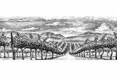 Vineyard rows 2