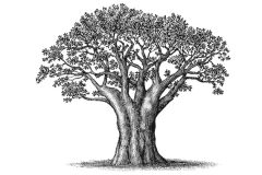 Baobab-Tree_2