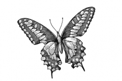 Butterfly-art