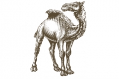 Camel-Art-copy