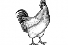 Chicken art