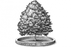 Church_Communities_Tree