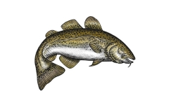 Cod-Fish