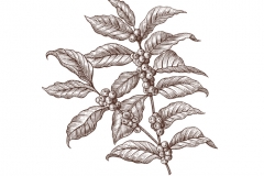 Coffee-Plant-art