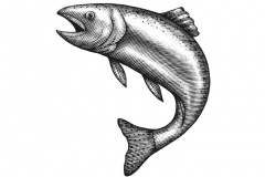 Fish Woodcut