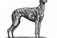 Greyhound art