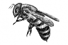 Honey-Bee-art-001