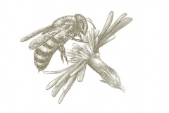 Honey_Bee