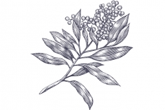 Huckleberry_Plant_woodcut