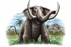 Indonesian_Elephant