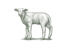 Lamb-art