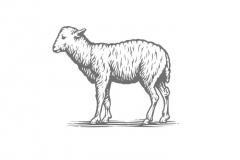 Lamb woodcut