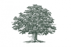 Large_Oak-Tree