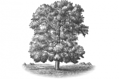 Large_Oak_Tree