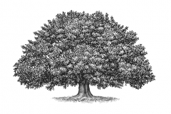 Large_Tree