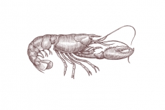 Lobster_Woodcut