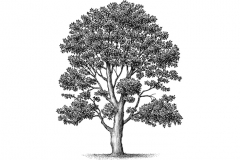 Madrone-Tree-art