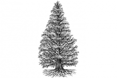Metasequoia_Tree