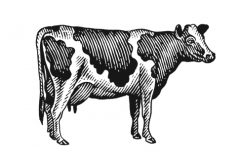 Milk_Cow