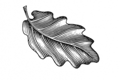 Oak-Leaf