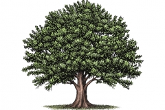Oak_tree-color