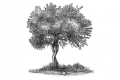 Olive-tree-art