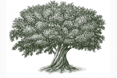 Olive-tree