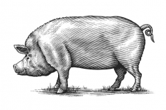 Pig woodcut