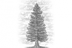 Pine-tree-Final-art