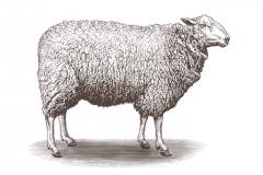 Sheep-art