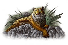 Sumatran_Tiger