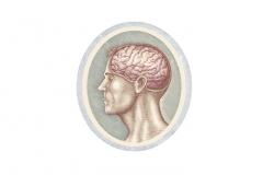 Cutaway-of-Brain