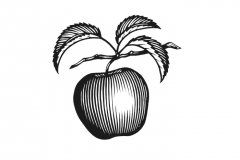 Apple Woodcut