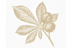 Chestnut Botanical
