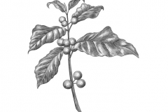Coffee_Plant