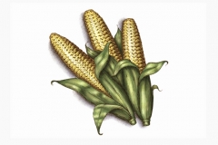 Corn-Art-color