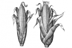 Corn-Art