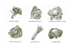 Green_Vegetables