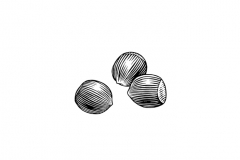 Hazelnuts-art-001