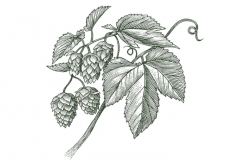 Hops-art