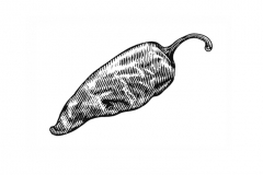 Jalapeno-pepper