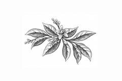 Lemon-Leaves-art