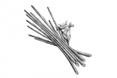 Lemongrass
