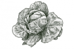 Lettuce_Woodcut