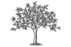 Rev-2-Pear-Tree-art-detailed