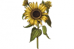 Sunflower-art