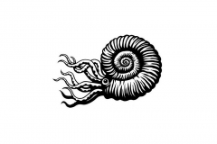 Ammonite-