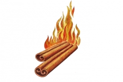 Cinnamon_Sticks